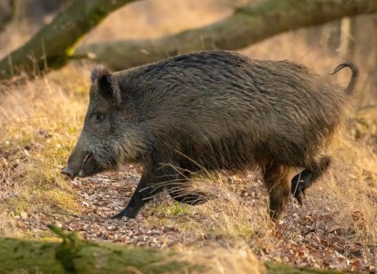 Barvářské zkoušky honičů Bruntál 26.5.2018