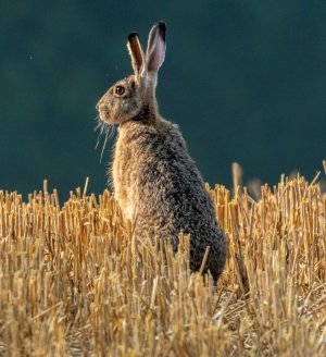 Zkoušky vloh Hostouň 3.10.2015