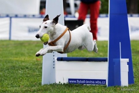 Flyball