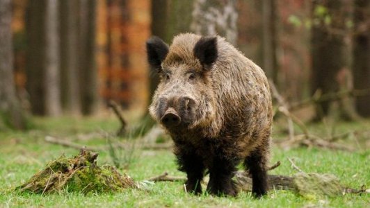 Změna ternímu Klubových honičských zkoušek OMS Blansko
