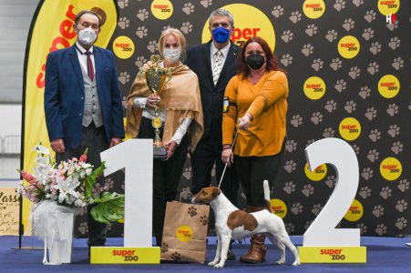 Národní výstava psů Brno 8.1.2022 - BIS foxteriér hladkosrstý !!!