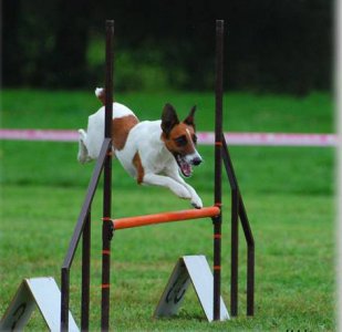 Letní tábor s foxteriéry - aktualizace - stále je možné se přihlásit