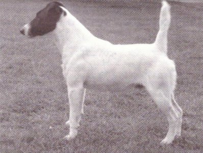 Yakáto od Rytíře Malovce