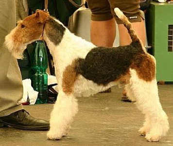 Merlin von den Schönen Bergen