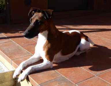 Aira Chrudimka Bohemica