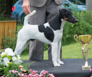 Nero von den Schönen Bergen