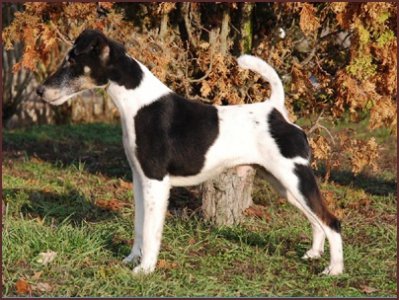 Sunrise Blaze of Glamorgan's