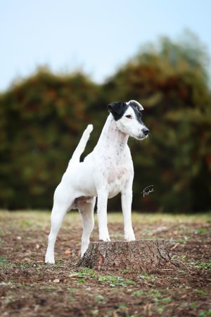 Quarterback von Sachsenland