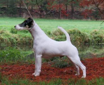 Okay du Manoir Saint Adrien