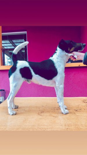 Adolf Mordor from Walhall