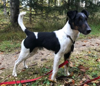 Greif von der Teufelsloh